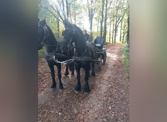 Friesian horses, Gelding, 12 years, 16 hh, Smoky-Black