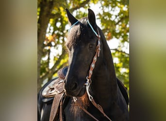 Friesian horses, Gelding, 12 years, 16 hh
