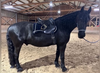 Friesian horses, Gelding, 12 years, 16,3 hh, Black