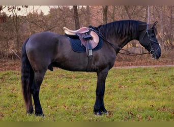 Friesian horses Mix, Gelding, 12 years, 17 hh, Black