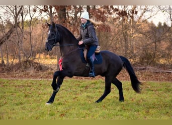 Friesian horses Mix, Gelding, 12 years, 17 hh, Black