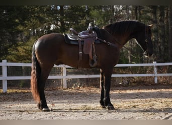 Friesian horses Mix, Gelding, 12 years, 17 hh, Black