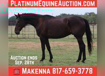 Friesian horses, Gelding, 12 years, 17 hh, Black