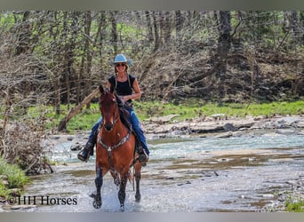 Friesian horses, Gelding, 12 years, Bay
