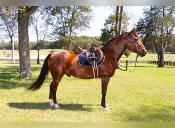 Friesian horses Mix, Gelding, 13 years, 15,3 hh, Roan-Bay