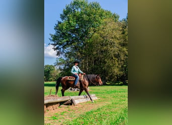 Friesian horses Mix, Gelding, 13 years, 15,3 hh, Roan-Bay