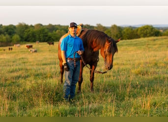 Friesian horses Mix, Gelding, 13 years, 15,3 hh, Roan-Bay