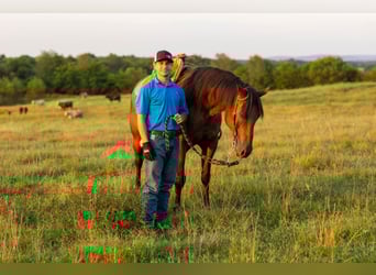 Friesian horses Mix, Gelding, 13 years, 15.3 hh, Roan-Bay