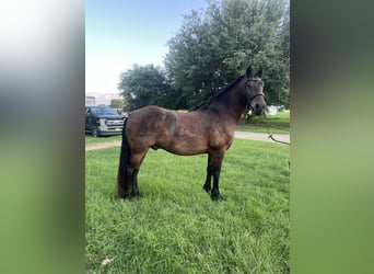 Friesian horses, Gelding, 13 years, 15 hh, Bay