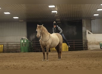 Friesian horses Mix, Gelding, 13 years, 15 hh, Champagne