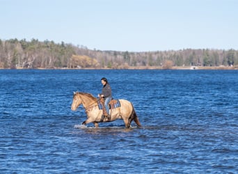 Friesian horses Mix, Gelding, 13 years, 15 hh, Champagne