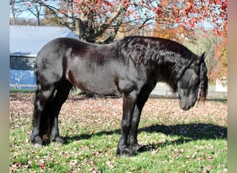 Friesian horses, Gelding, 13 years, 16.2 hh, Black
