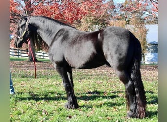Friesian horses, Gelding, 13 years, 16.2 hh, Black