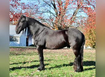 Friesian horses, Gelding, 13 years, 16.2 hh, Black