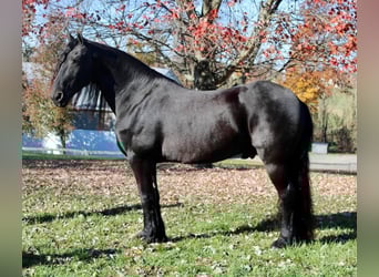 Friesian horses, Gelding, 13 years, 16.2 hh, Black