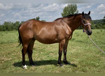 Friesian horses Mix, Gelding, 13 years, 16 hh, Bay