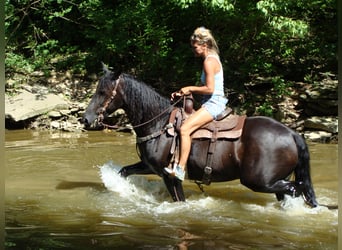 Friesian horses, Gelding, 13 years, 16 hh, Black