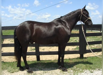 Friesian horses, Gelding, 13 years, 16 hh, Black