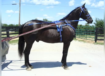 Friesian horses, Gelding, 13 years, 16 hh, Black