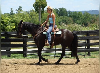 Friesian horses, Gelding, 13 years, 16 hh, Black