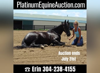 Friesian horses, Gelding, 13 years, 16 hh, Black