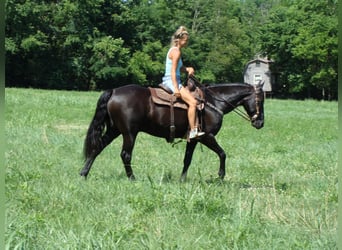 Friesian horses, Gelding, 13 years, 16 hh, Black