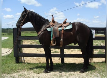 Friesian horses, Gelding, 13 years, 16 hh, Black
