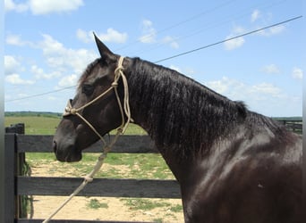 Friesian horses, Gelding, 13 years, 16 hh, Black