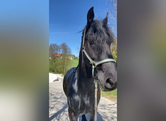 Friesian horses, Gelding, 13 years, 17 hh, Black