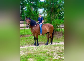 Friesian horses, Gelding, 13 years, Bay