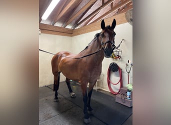 Friesian horses, Gelding, 13 years, Bay