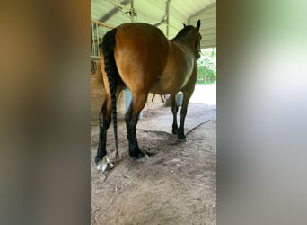 Friesian horses, Gelding, 13 years, Bay