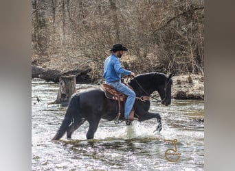 Friesian horses, Gelding, 13 years, Brown