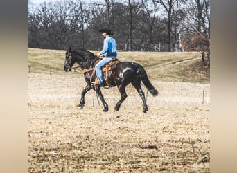 Friesian horses, Gelding, 13 years, Brown