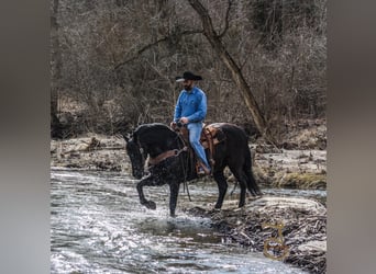 Friesian horses, Gelding, 13 years, Brown