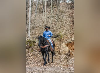 Friesian horses, Gelding, 13 years, Brown