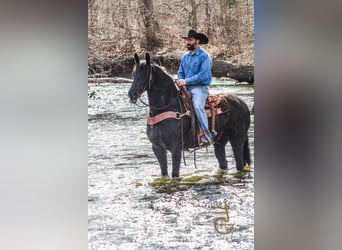 Friesian horses, Gelding, 13 years, Brown