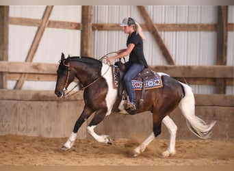 Friesian horses, Gelding, 13 years, Tobiano-all-colors