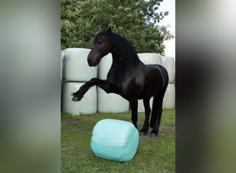 Friesian horses, Gelding, 14 years, 15,3 hh, Black