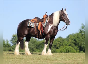 Friesian horses, Gelding, 14 years, 15 hh, Tobiano-all-colors