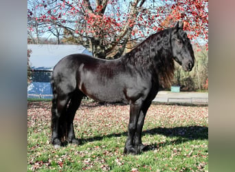 Friesian horses, Gelding, 14 years, 16.2 hh, Black