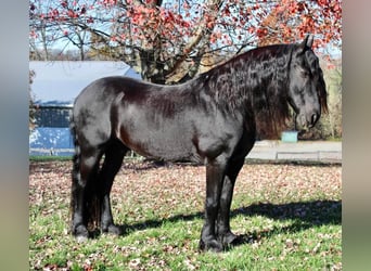 Friesian horses, Gelding, 14 years, 16.2 hh, Black