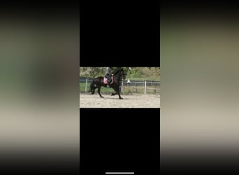 Friesian horses, Gelding, 14 years, 16 hh, Black