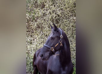 Friesian horses, Gelding, 14 years, 16 hh, Black