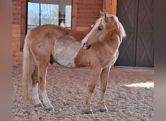 Friesian horses Mix, Gelding, 14 years