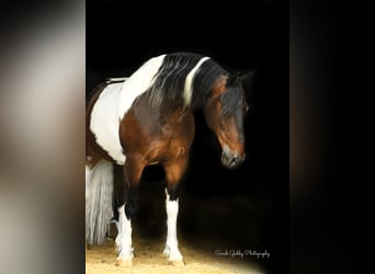 Friesian horses, Gelding, 14 years, Tobiano-all-colors
