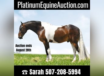 Friesian horses, Gelding, 14 years, Tobiano-all-colors