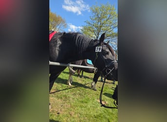 Friesian horses Mix, Gelding, 15 years, 14.3 hh, Black