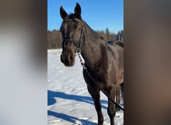 Friesian horses Mix, Gelding, 15 years, 15.1 hh, Black