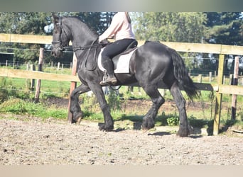 Friesen, Wallach, 15 Jahre, 15,3 hh, Rappe